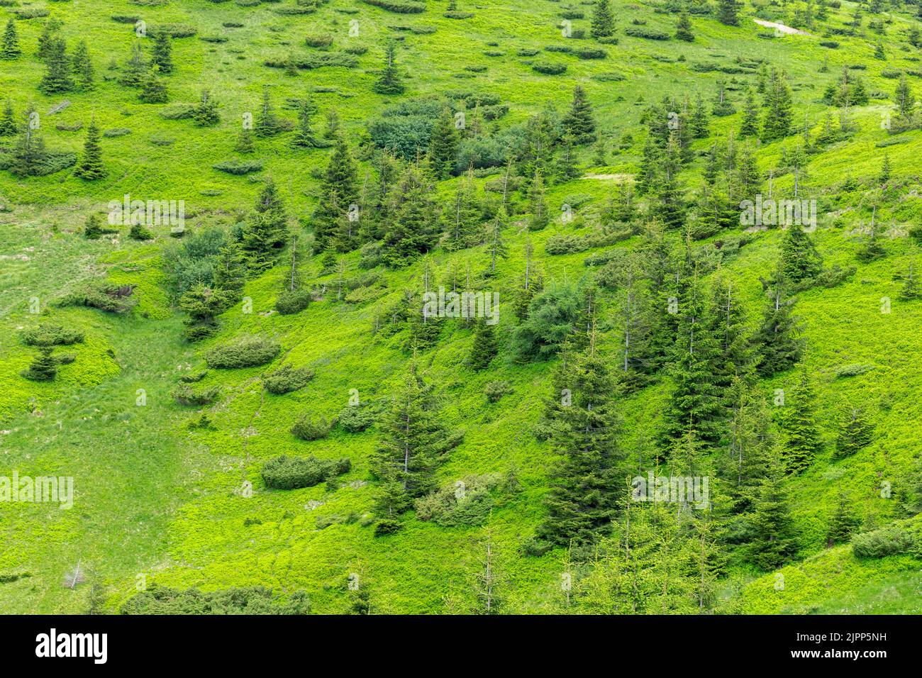 La natura unica e il paesaggio dei Carpazi. Verdi pendici di montagna estate si sono sovrascresciuti con la giovane foresta di abete rosso - texture di montagna. Foto vibranti Foto Stock
