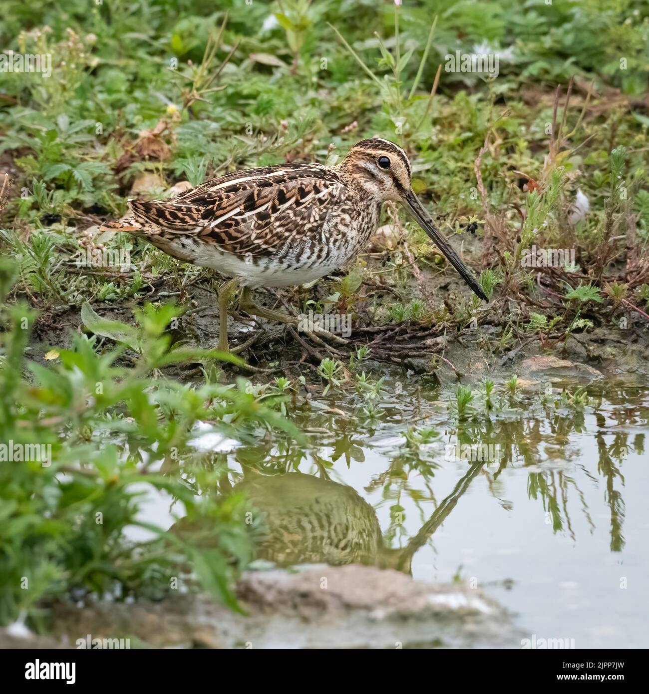 Snipe comune (Gallinago gallinago) alimentazione sul margine del lago Foto Stock