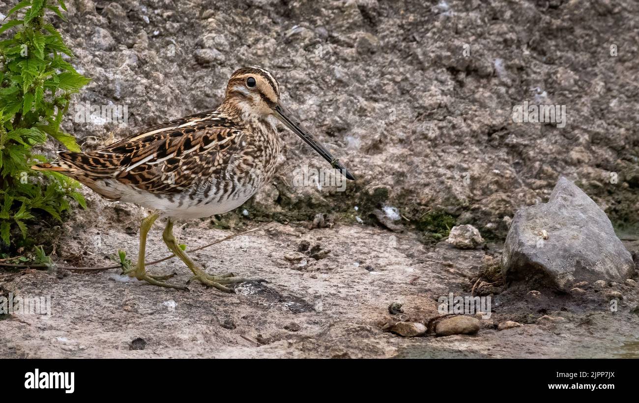 Snipe comune (Gallinago gallinago) alimentazione sul margine del lago Foto Stock