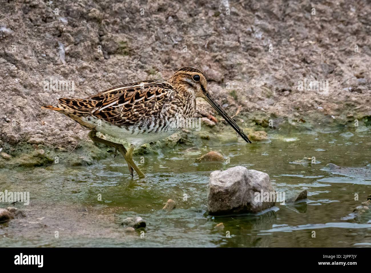 Snipe comune (Gallinago gallinago) alimentazione sul margine del lago Foto Stock
