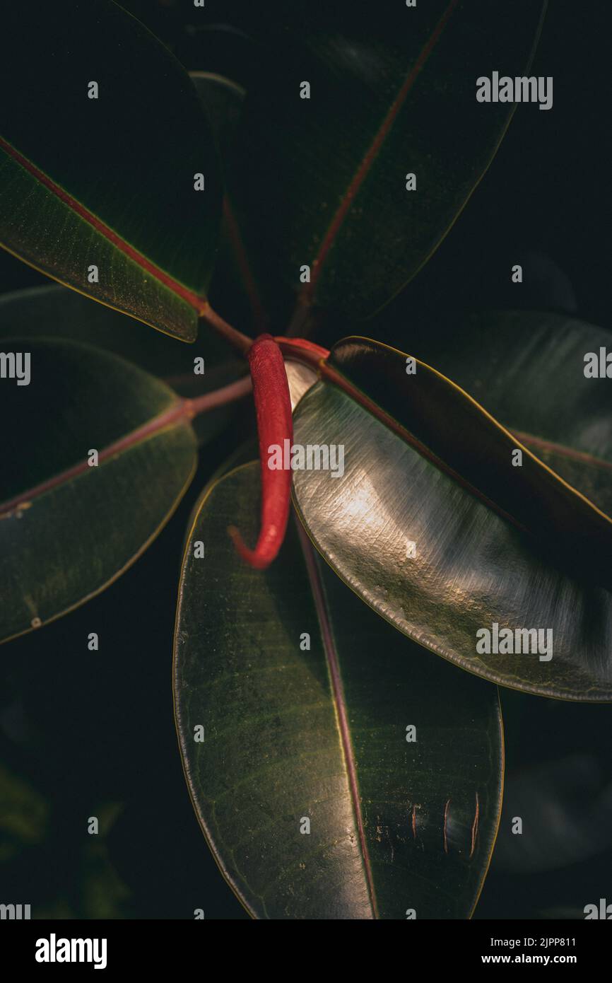 Un primo piano di una pianta di gomma (ficus elastica) Foto Stock