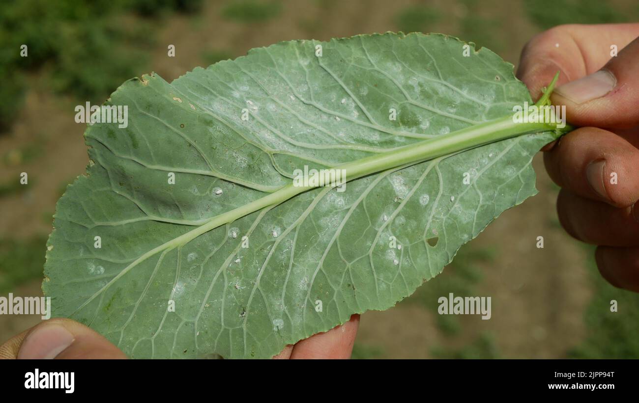 Whitefly Aleyrodes proletella peste cavolfiore adulti nocivi larve sul lato inferiore della pianta a foglia. Problema di fattoria e coltivazione agricola Foto Stock