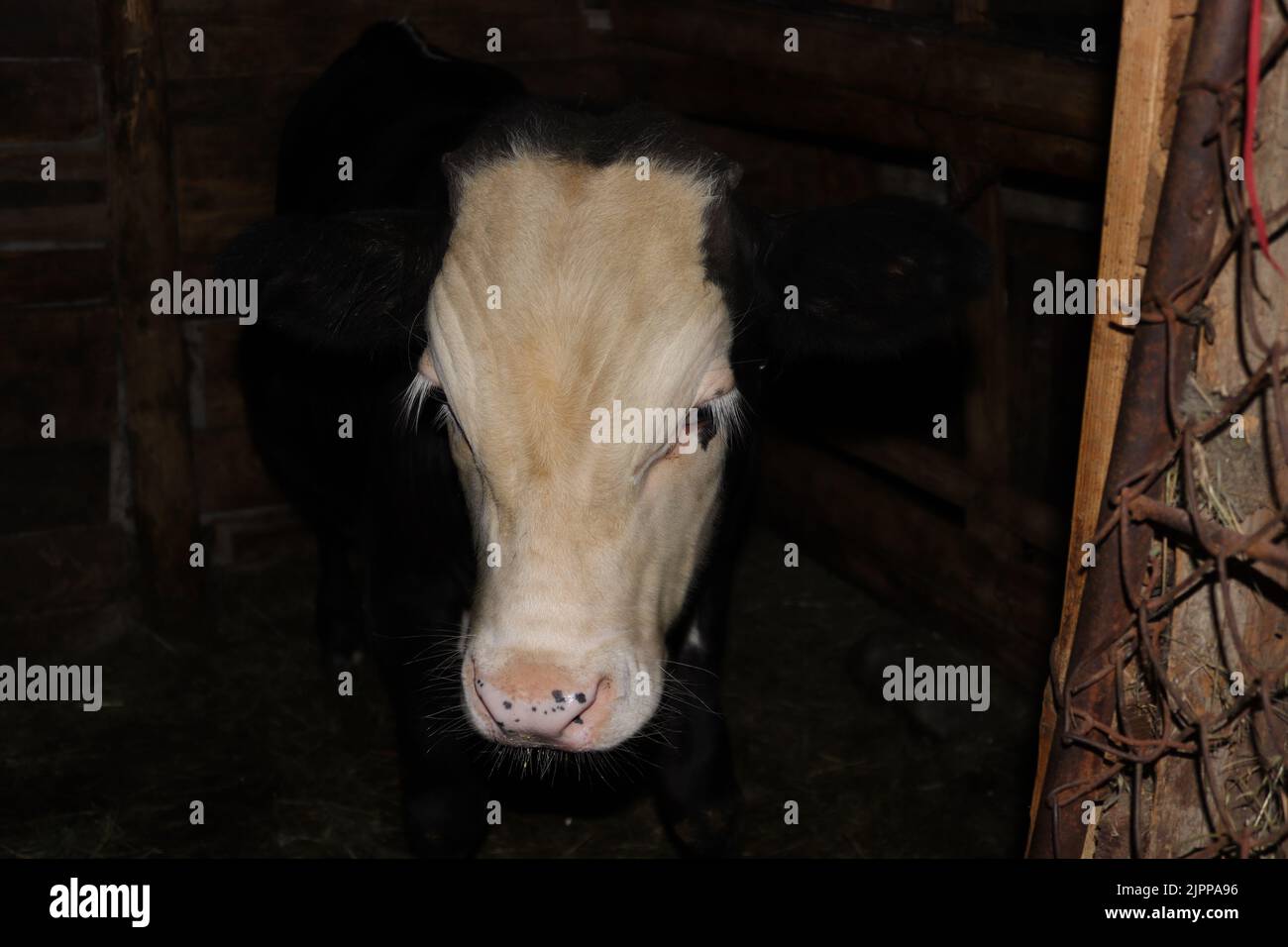 Un vitello sorpreso in una fattoria locale Foto Stock