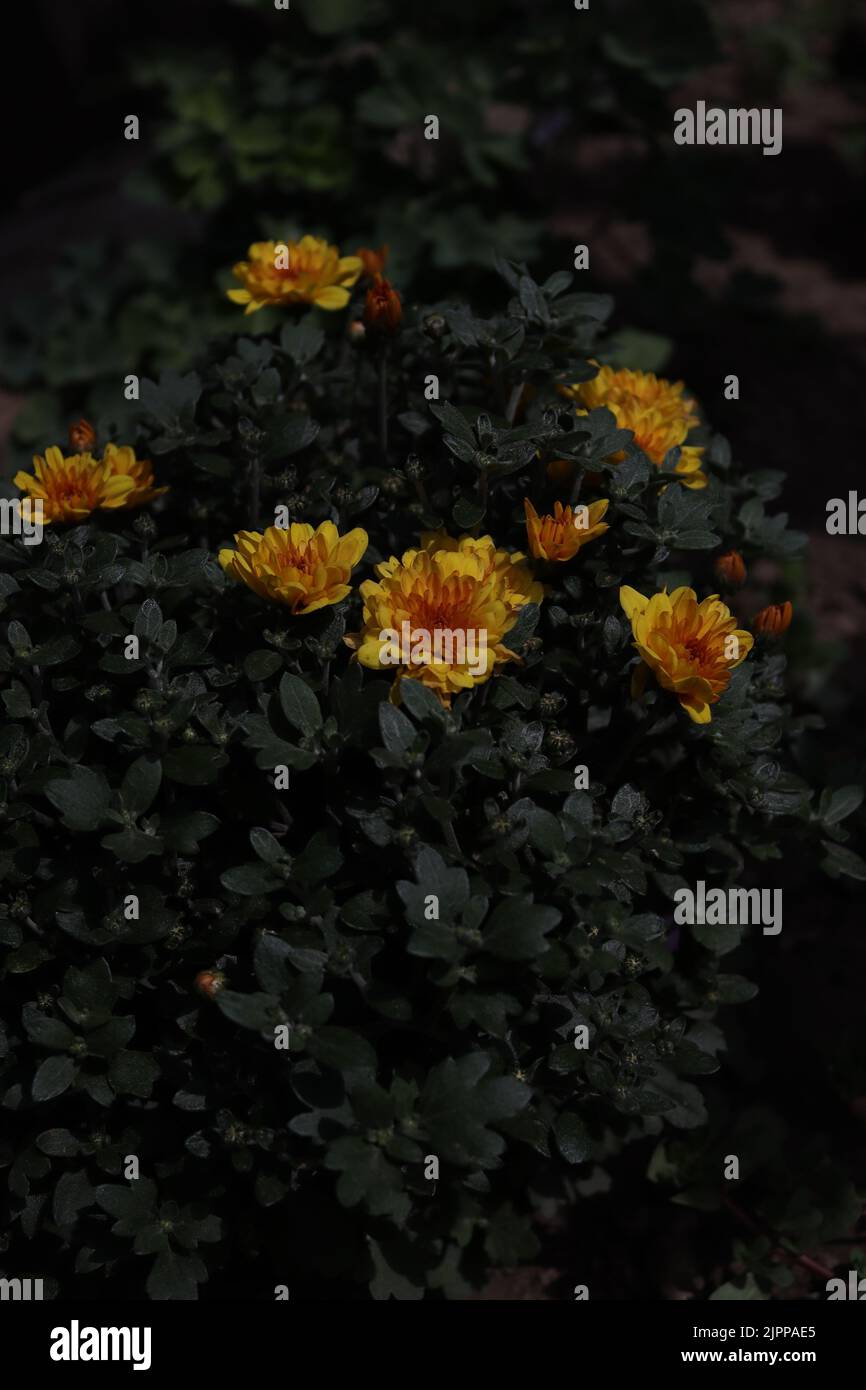 Uno sguardo più da vicino a un cespuglio di crisanthemum morifolium Foto Stock