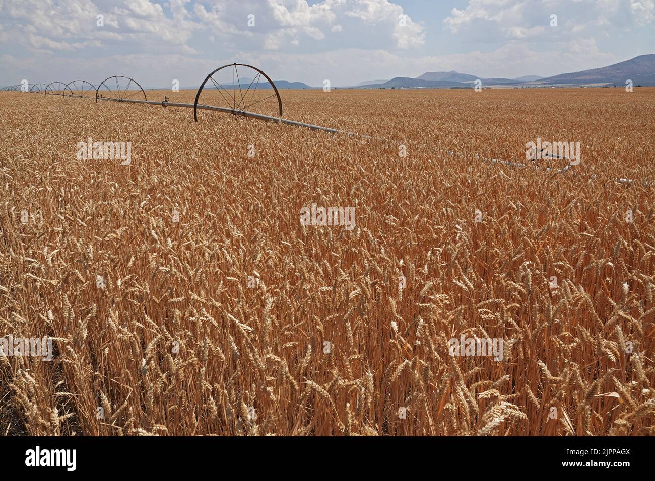 Un campo di grano maturo diventato marrone dal sole, e annaffiato da un sistema di irrigazione mobile, vicino alla piccola città di Culver, Oregon. Foto Stock