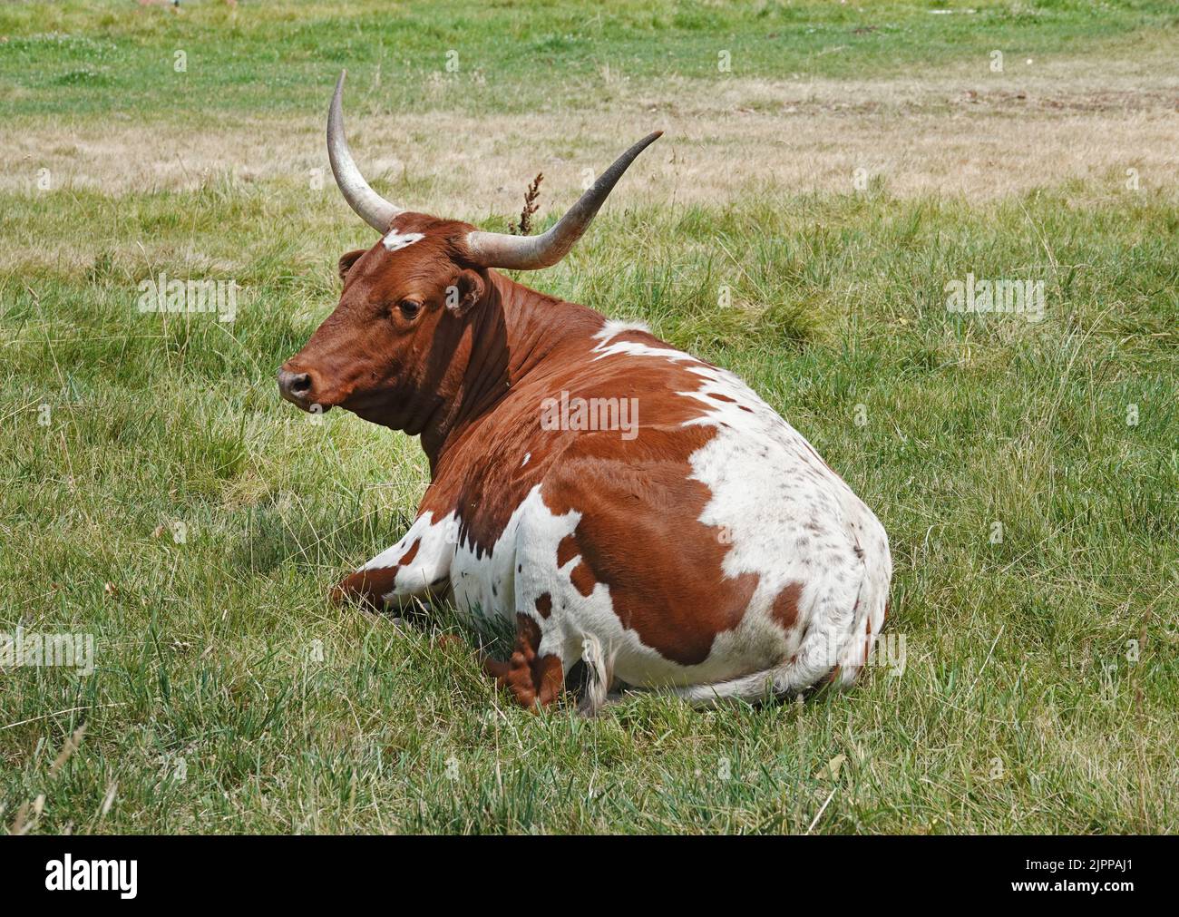 Texas longhorn bestiame, riposante in un campo di fattoria vicino Terrebonne, Oregon. Foto Stock