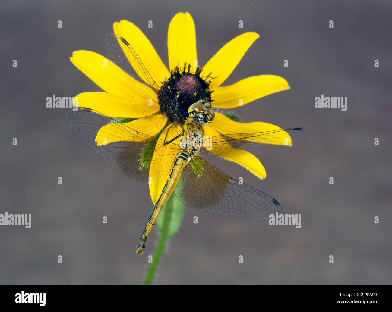 Particolare di un meadowhawk alato da una band, Sympetrum semi-intum, una farfalla comune sparsa in tutti gli Stati Uniti. Foto Stock