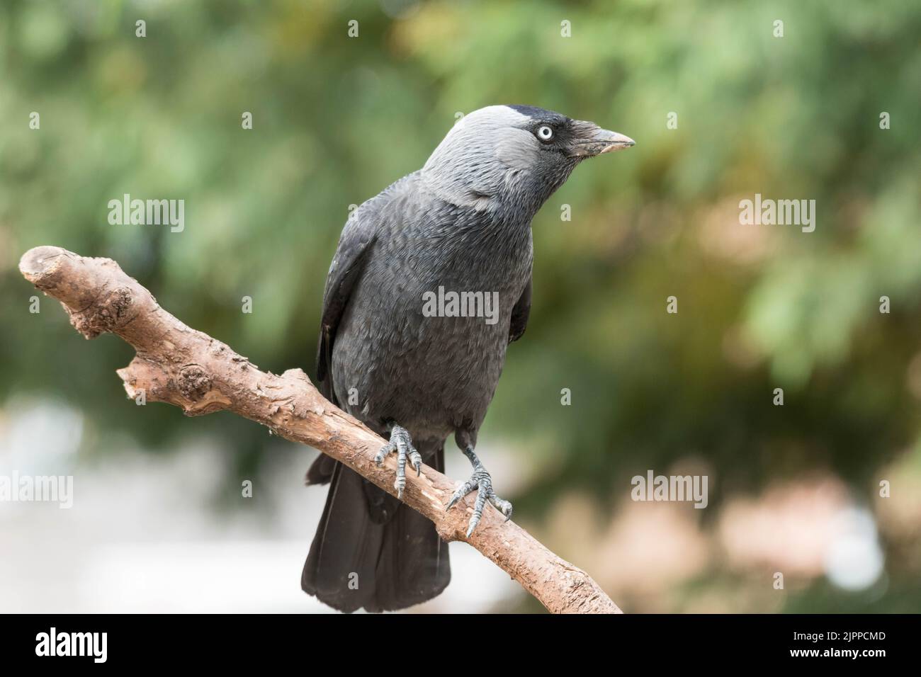 Un jackdaw su un persico. Preso in Monmouthshire, Galles del sud, Regno Unito durante l'estate. Gli occhi sono piercing. Foto Stock