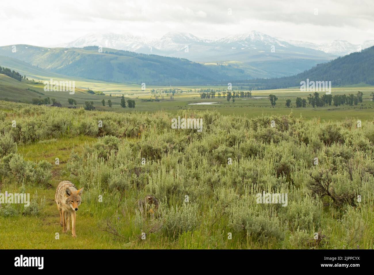 Un Coyote a piedi attraverso la maestosa Lamar Valley nel Parco Nazionale di Yellowstone. Foto Stock