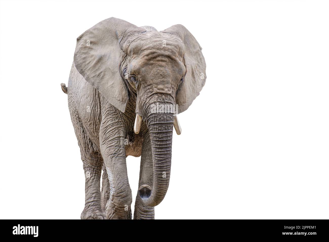 Elefante a piedi isolato su bianco. Elefante africano isolato su sfondo bianco uniforme. Foto di un elefante in primo piano, vista laterale. Foto Stock