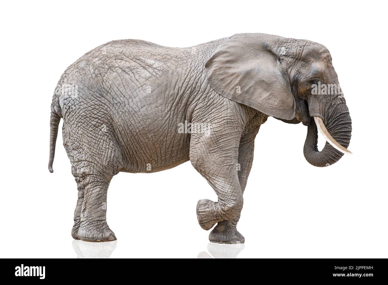 Elefante a piedi isolato su bianco. Elefante africano isolato su sfondo bianco uniforme. Foto di un elefante in primo piano, vista laterale. Foto Stock