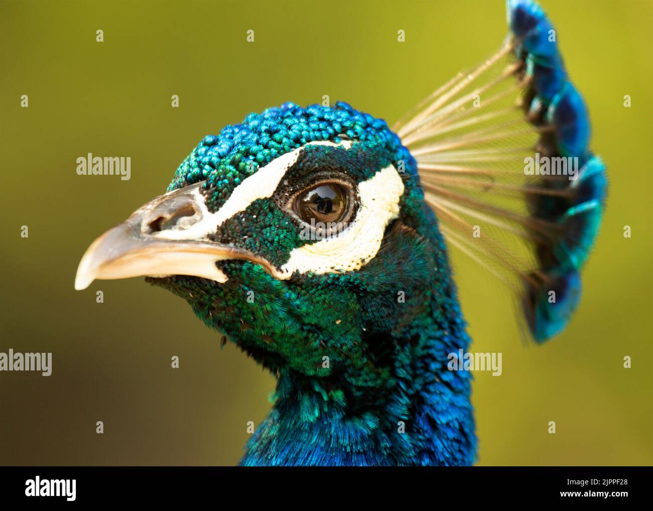 Il brillante piumaggio di un pavone. Foto Stock