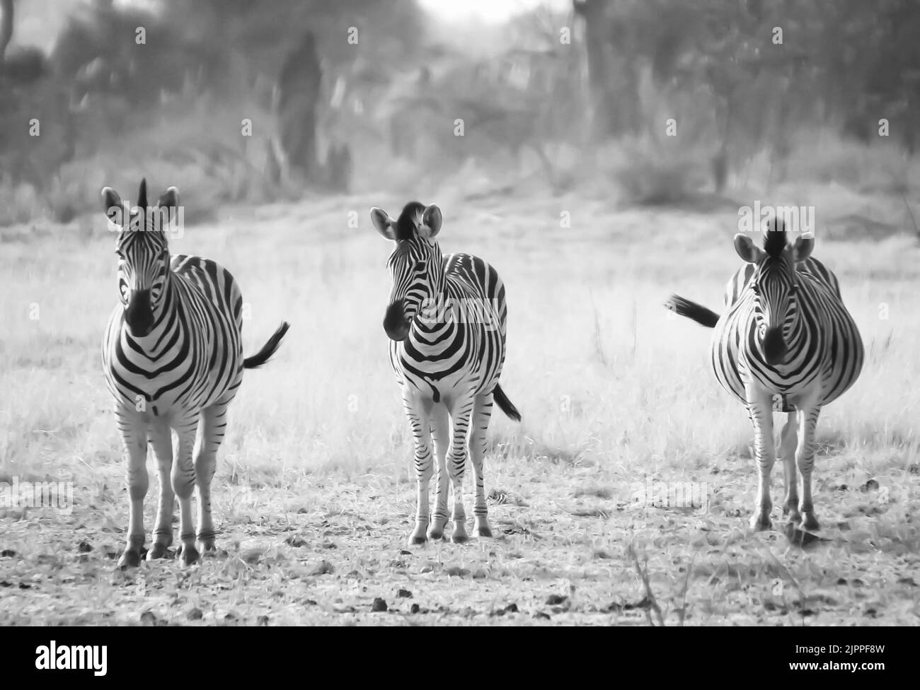 Tre zebre in piedi insieme nella prateria Botswana guardando avanti in bianco e nero Foto Stock