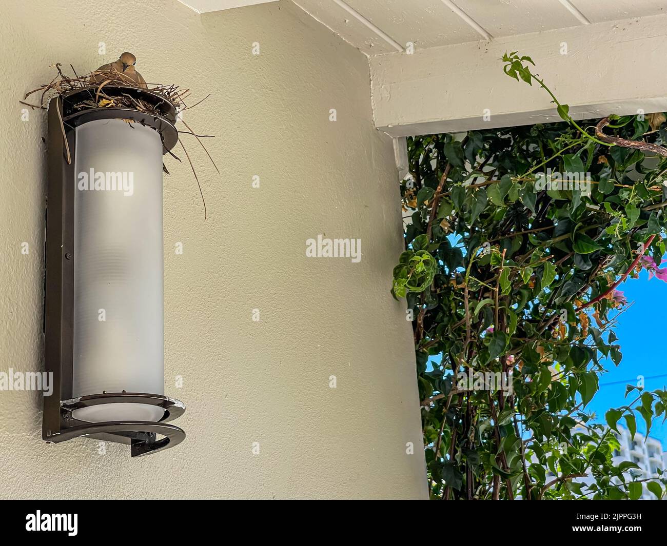 Una femmina colomba siede sulle sue uova in un uccello accanto in cima ad un apparecchio di luce attaccato ad una casa a Fort Lauderdale. Foto Stock