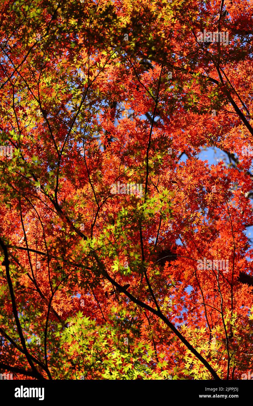 Una fotografia di un baldacchino di foresta colorato con foglie autunnali come materiale di sfondo Foto Stock