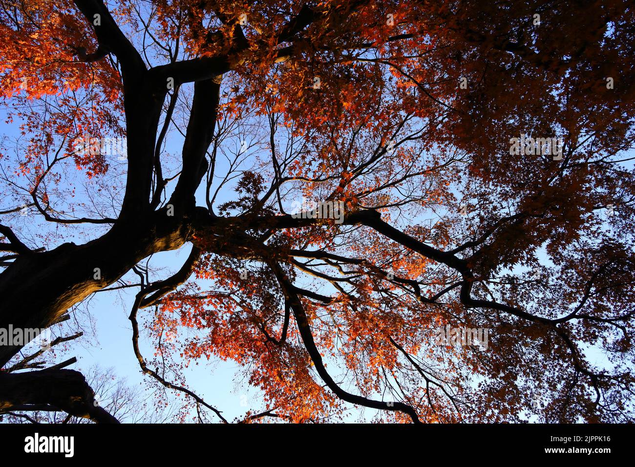 Una fotografia di un baldacchino di foresta colorato con foglie autunnali come materiale di sfondo Foto Stock