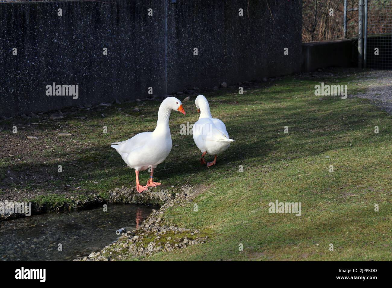 Due condotti su un prato verde durante una soleggiata giornata estiva in Germania. Piccoli uccelli carini fotografati all'aperto. Immagine a colori della fauna selvatica animale. Foto Stock