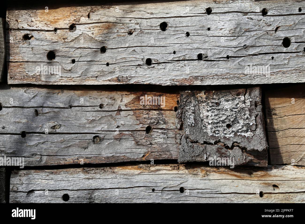 Struttura di vecchie tavole grigie invecchiate con alcuni fori. Primo piano immagine a colori. Perfetto come sfondo. Foto Stock