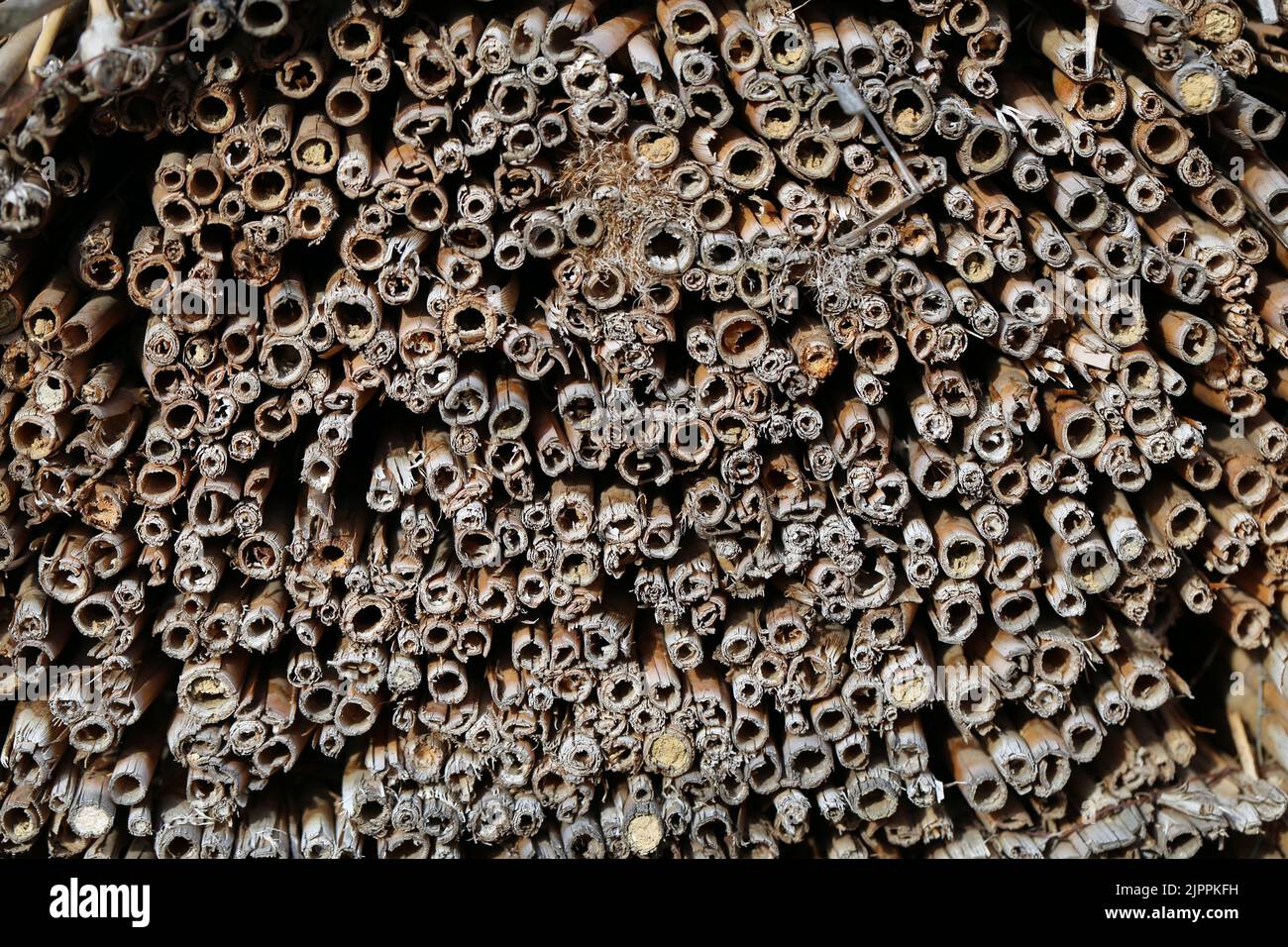 Texture di fini di bastoni di bambù marroni. Primo piano immagine a colori. Motivo interessante, perfetto come foto di sfondo. Foto Stock