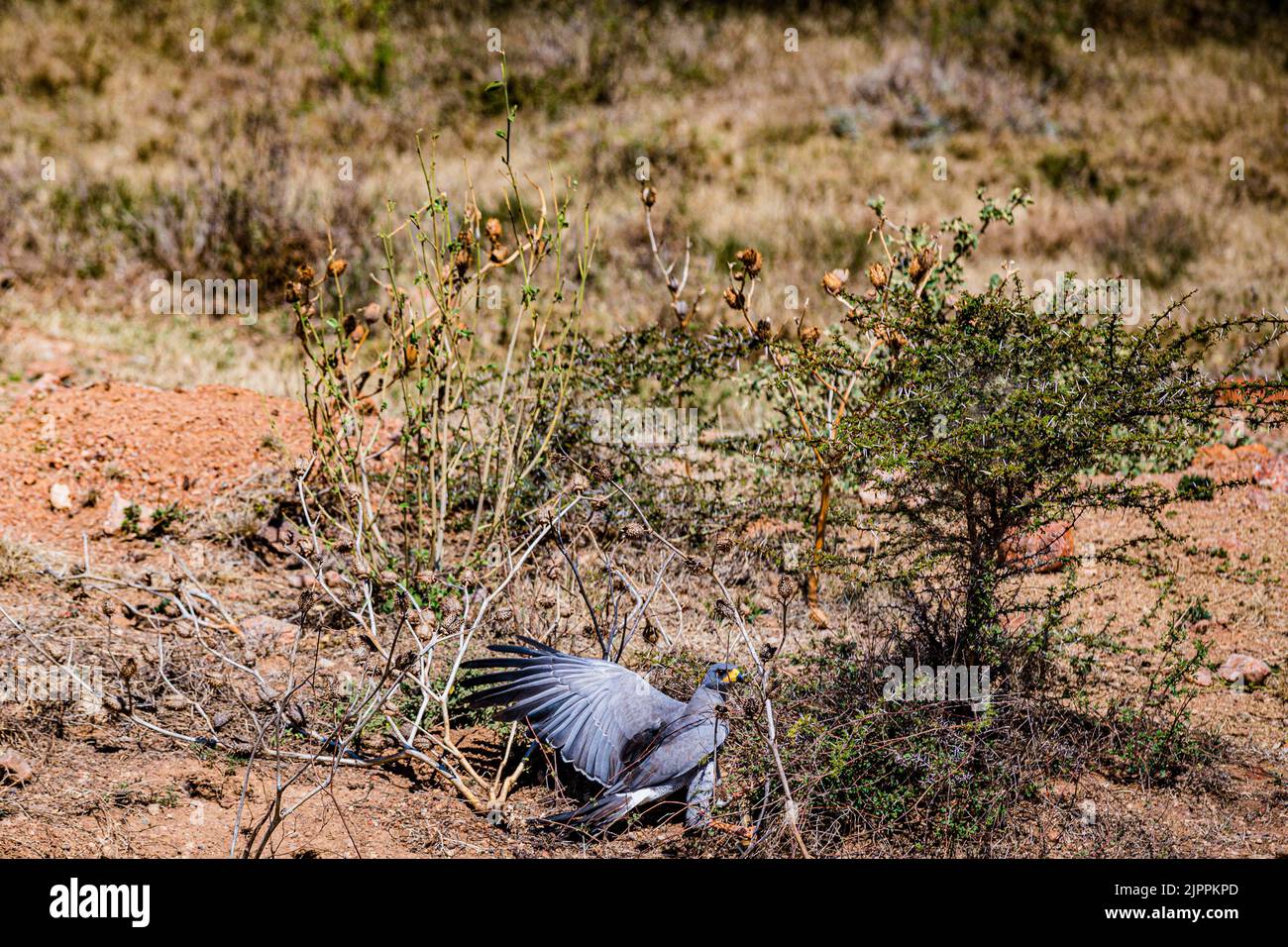 L'uccello segretario è stato tradizionalmente ammirato in Africa per il suo aspetto sorprendente e la capacità di affrontare parassiti e serpenti Maasai Mara National Foto Stock