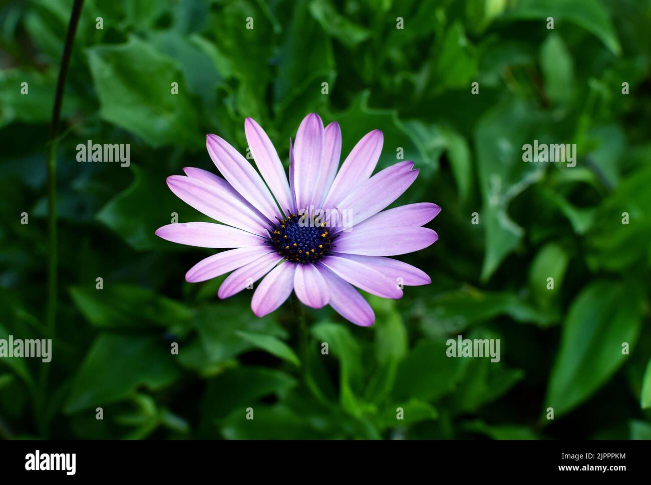 Osteospermum daisy africano. Viola fiore colorato con un centro blu scuro su uno sfondo di foglie verdi sfocate. Impianto per la paesaggistica del giardino. Foto Stock