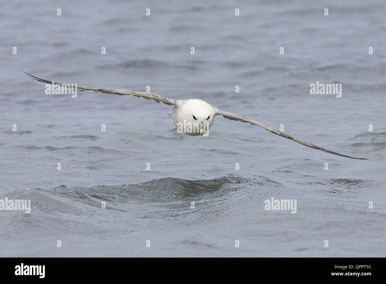 Fulmar Settentrionale (Fulmarus glacialis), vista frontale di un adulto in volo, Regione Occidentale, Islanda Foto Stock