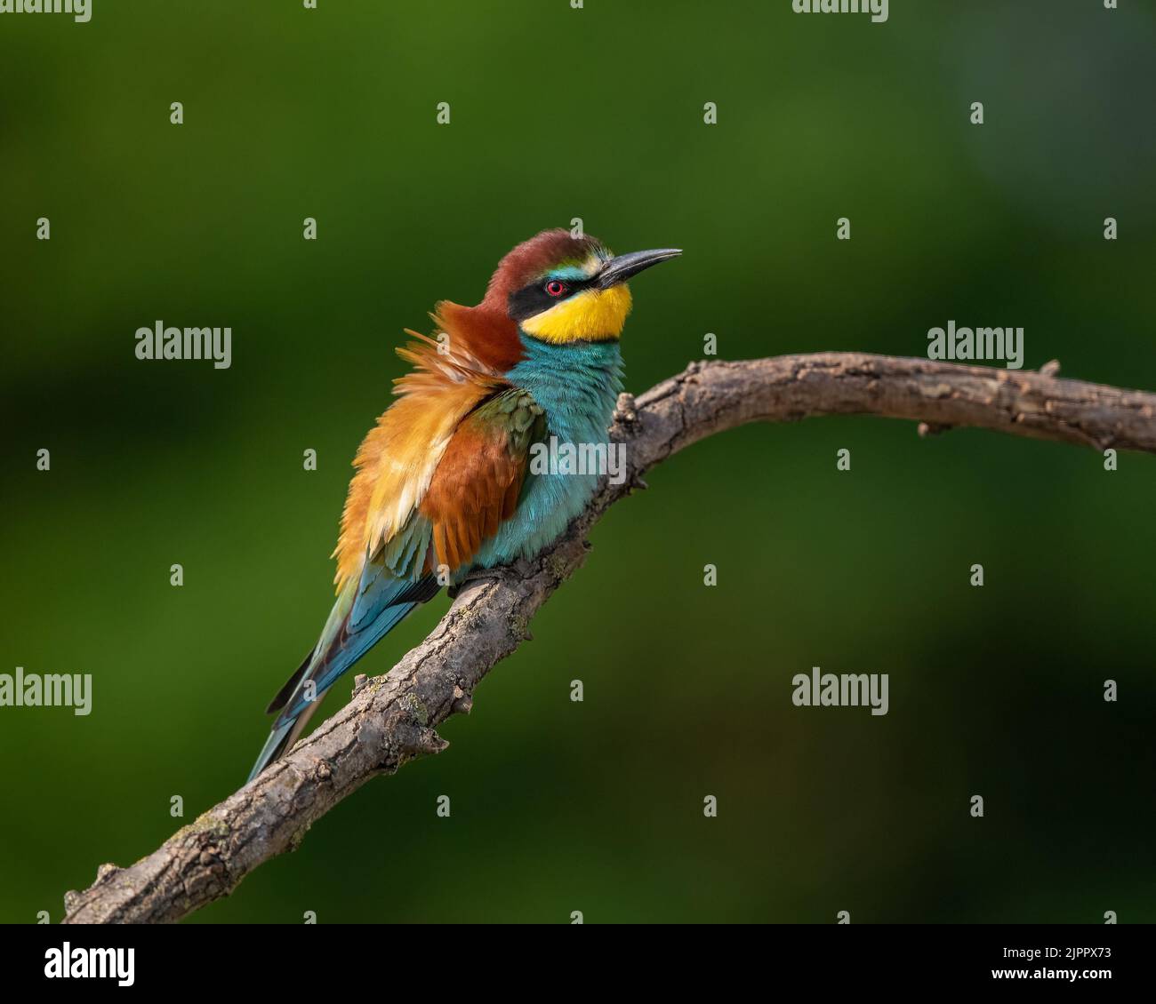 European Bee-eater (Merops apiaster) appollaiato su un ramo e ruffling le sue piume. Parco Nazionale di Koros-Maros, Ungheria Foto Stock