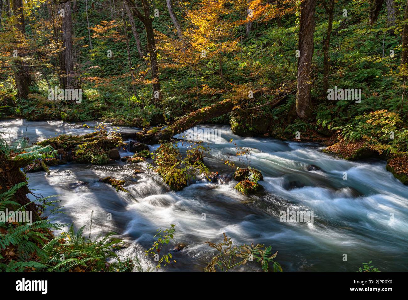 Oirase ruscello caduta fogliame. Fiume che scorre, foglie cadute, rocce mossy colori autunnali nel Parco Nazionale di Towada Hachimantai, Aomori, Giappone. Foto Stock