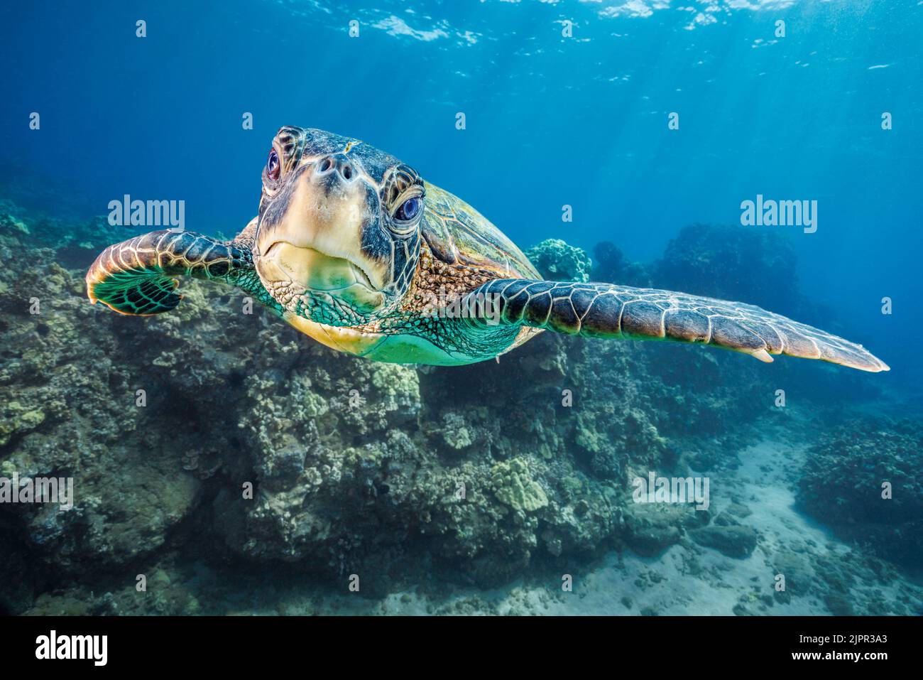 Tartaruga marina verde, Chelonia mydas, una specie a rischio di estinzione, sott'acqua al largo di West Maui, Hawaii. Foto Stock