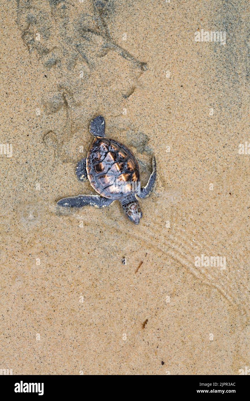Un nuovo bambino tratteggiata tartaruga verde, Chelonia Mydas, una specie in via di estinzione, rende il modo in tutta la spiaggia dell'oceano al largo dell'isola di Yap, MICR Foto Stock