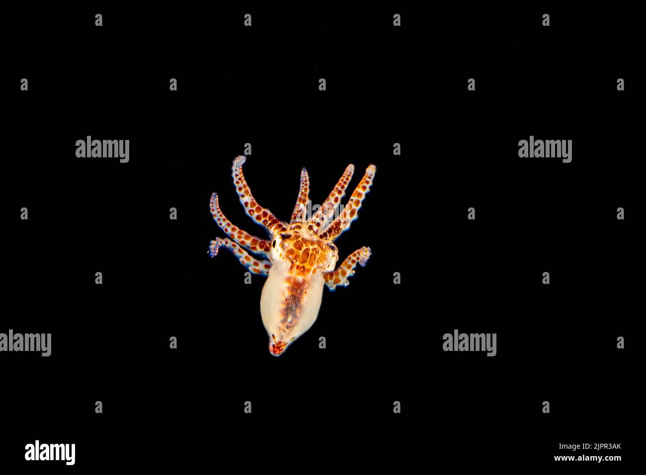 Questo polpo larvale di giorno, Octopus cyanea, è solo un acroos di pollice ed è stato fotografato in oceano aperto. Questa specie è anche conosciuta come il grande polpo blu Foto Stock