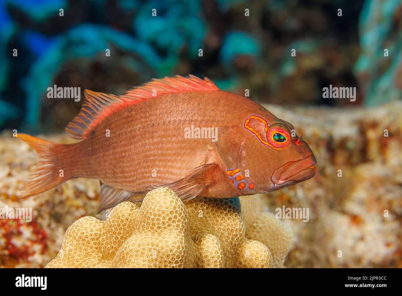 L'arco-eye hawkfish, Paracirrhites arcatus, sono mangiatori vorace e cenare sulla preda più grande quando ottenibile. Hawaii. Foto Stock