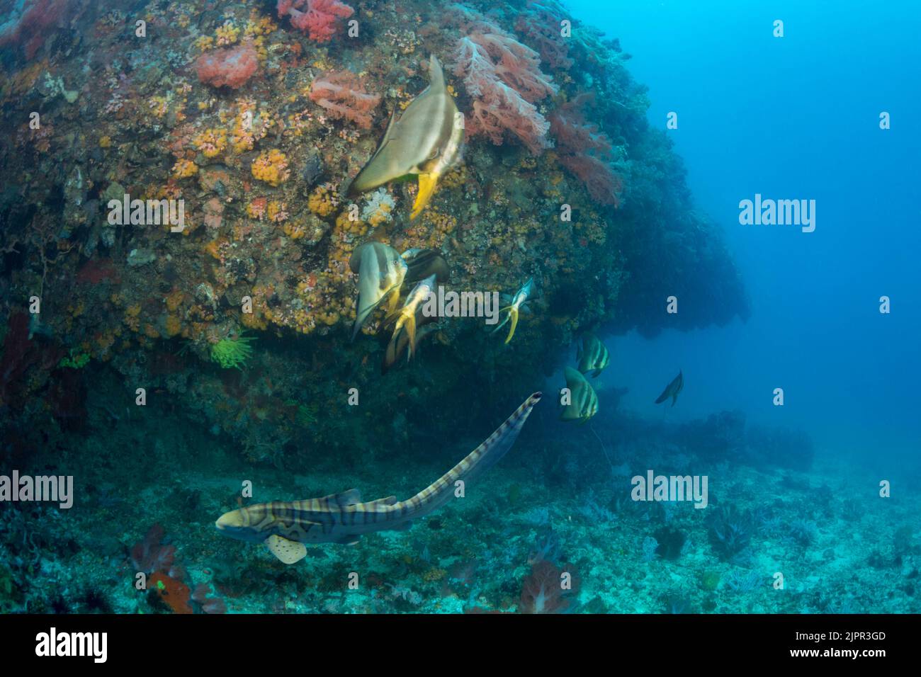 Uno squalo zebra giovanile, Stegostoma fasciatum, e batfish crepusky, Platax pinnatus, al largo dell'isola di Gato, Bohol Sea, Filippine, Sud-est asiatico. Questo Foto Stock
