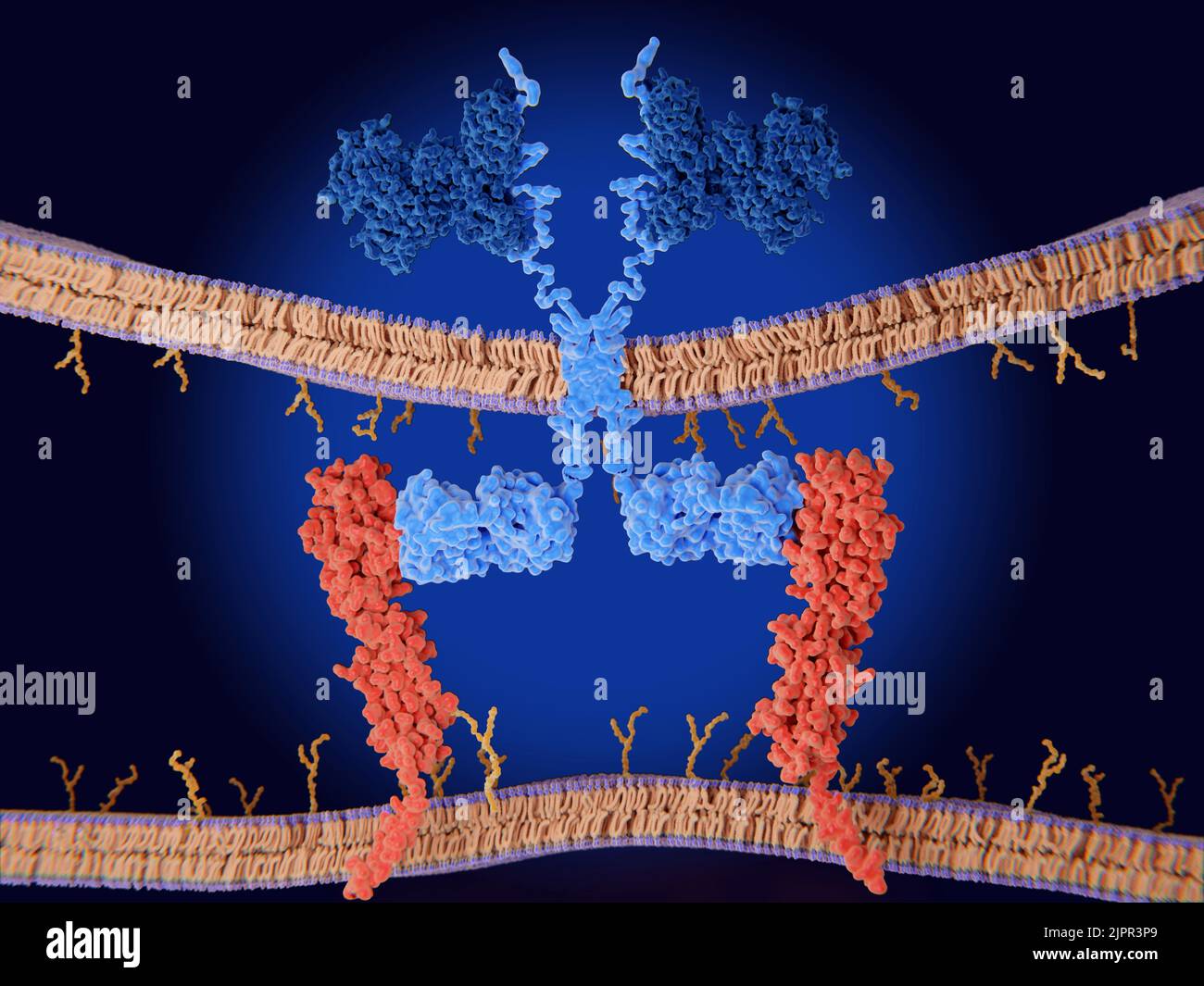Terapia del recettore dell'antigene chimerico (CAR), illustrazione Foto Stock