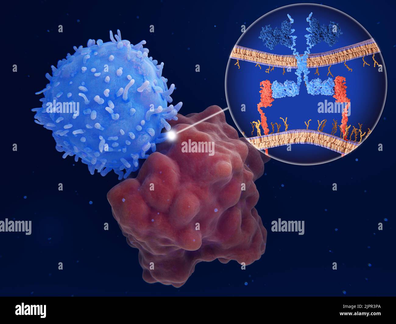 Terapia del recettore dell'antigene chimerico (CAR), illustrazione Foto Stock