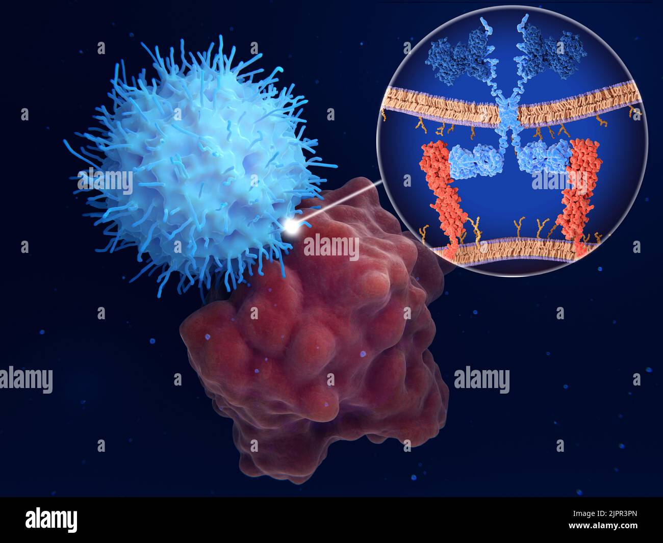 Terapia del recettore dell'antigene chimerico (CAR), illustrazione Foto Stock