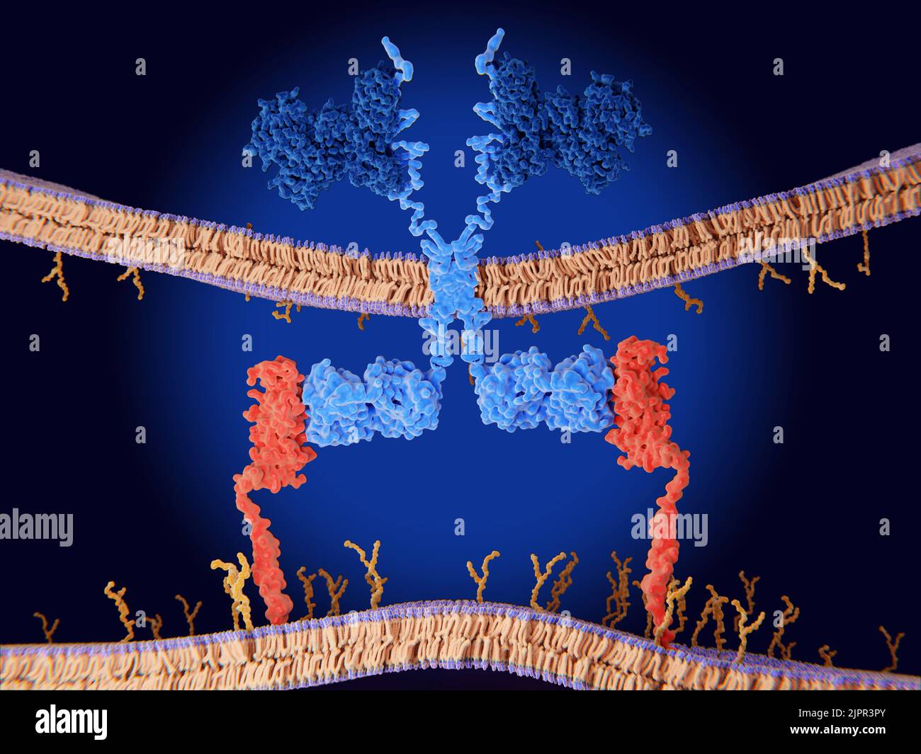 Terapia del recettore dell'antigene chimerico (CAR), illustrazione Foto Stock