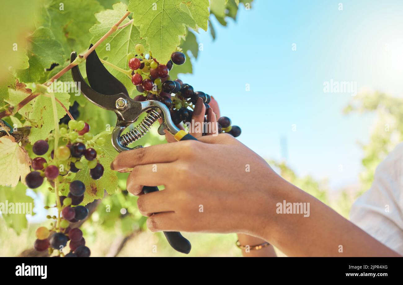 Sostenibilità, natura e nutrizione da parte di un agricoltore che raccoglie un mazzo di uve fresche in un'azienda agricola sostenibile. Lady potando frutta biologica, succosa pronta Foto Stock