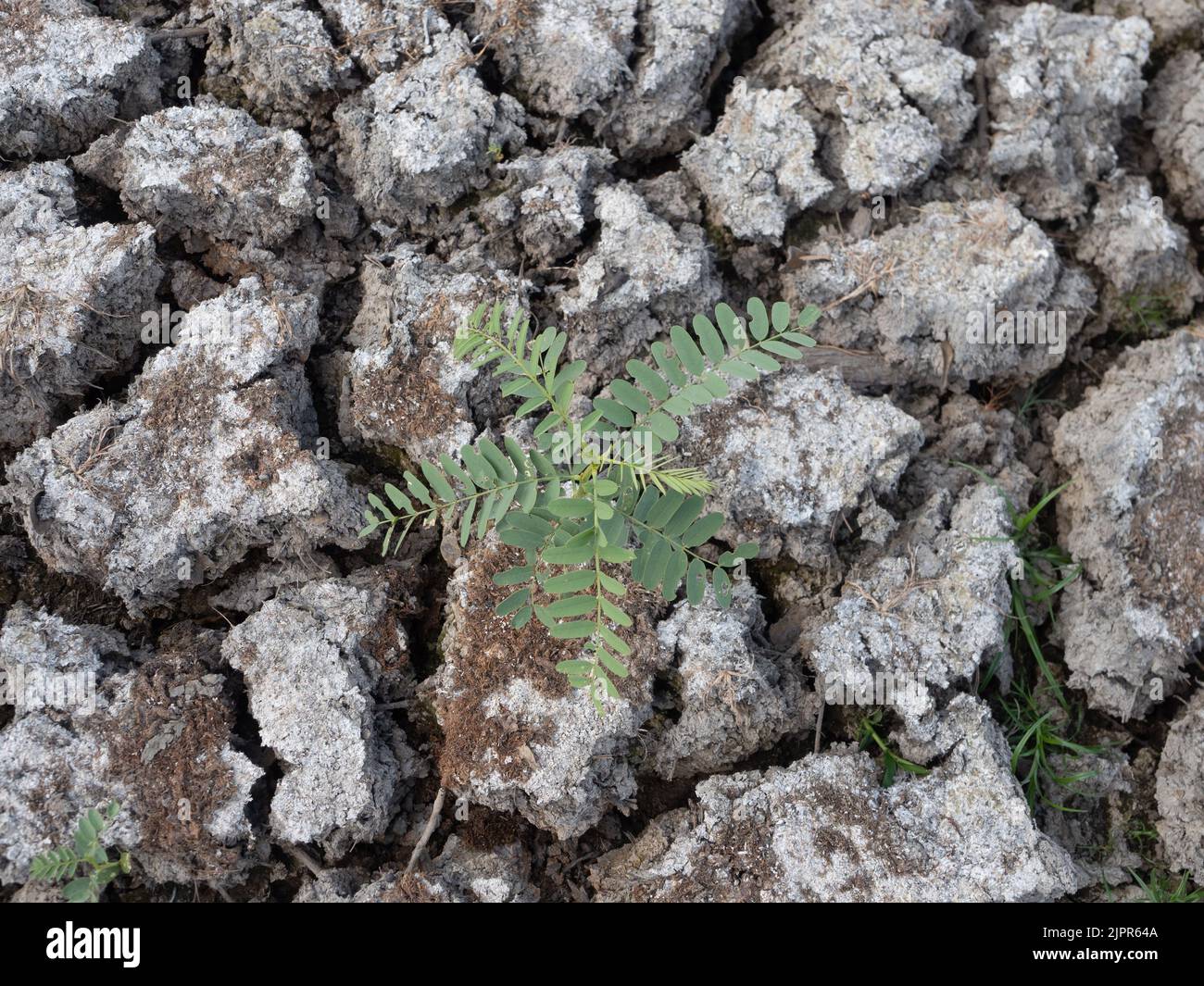 Poinciana o uccello messicano del paradiso germogliare con più piccole foglie germogliare in terra parched e cracked. Fotografato dall'alto. Foto Stock