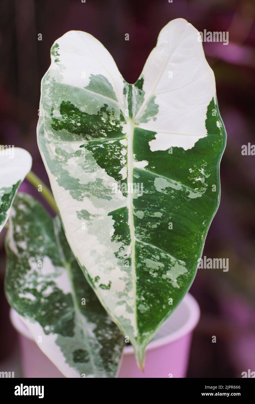 Splendida foglia di marmo bianco e verde di pianta variegata Alocasia Frydek Foto Stock