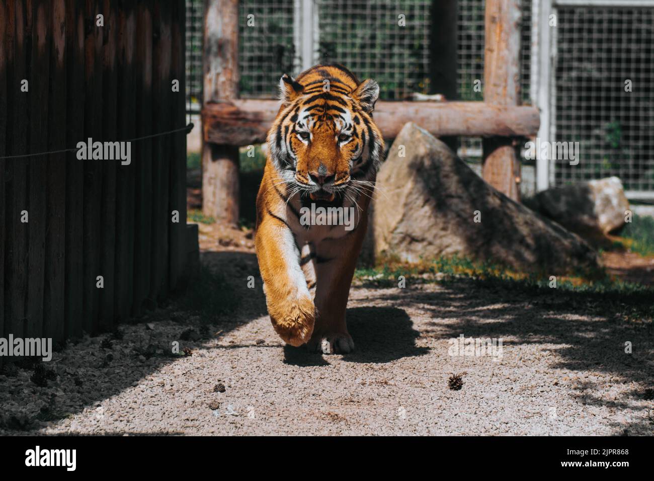 Indiano, tigre, Ranthambore, ZOO. Slovacchia Foto Stock