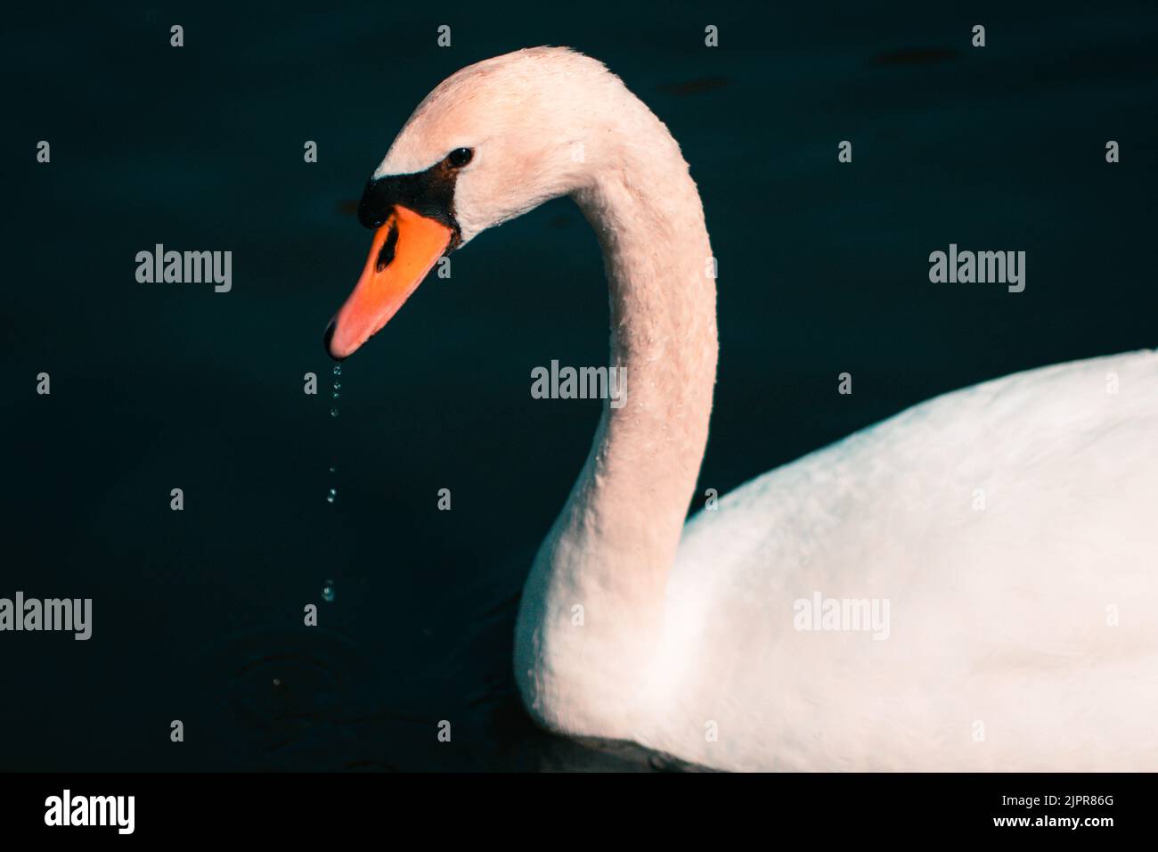 Cigno gobbo, cognus olor, nuoto, vista ravvicinata. Foto Stock