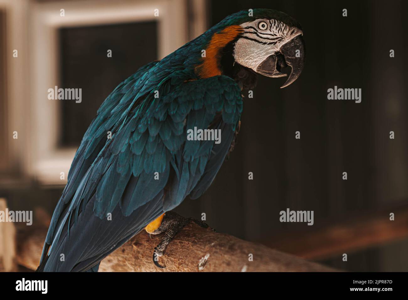 Ara uccello ritratto blu giallo e bianco colori. Ritratto fatto a ZOO, SLOVACCHIA. Foto Stock