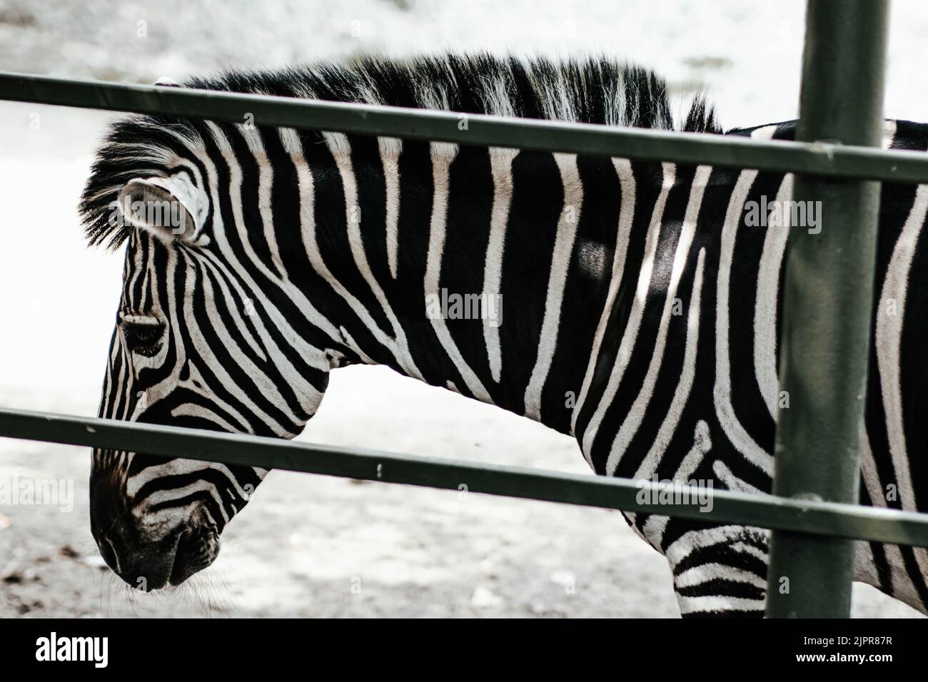 Zebra ritratto fatto a ZOO, SLOVACCHIA. Foto Stock