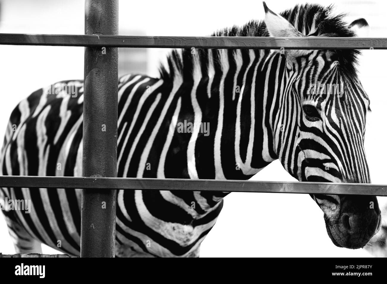 Zebra ritratto fatto a ZOO, SLOVACCHIA. Foto Stock
