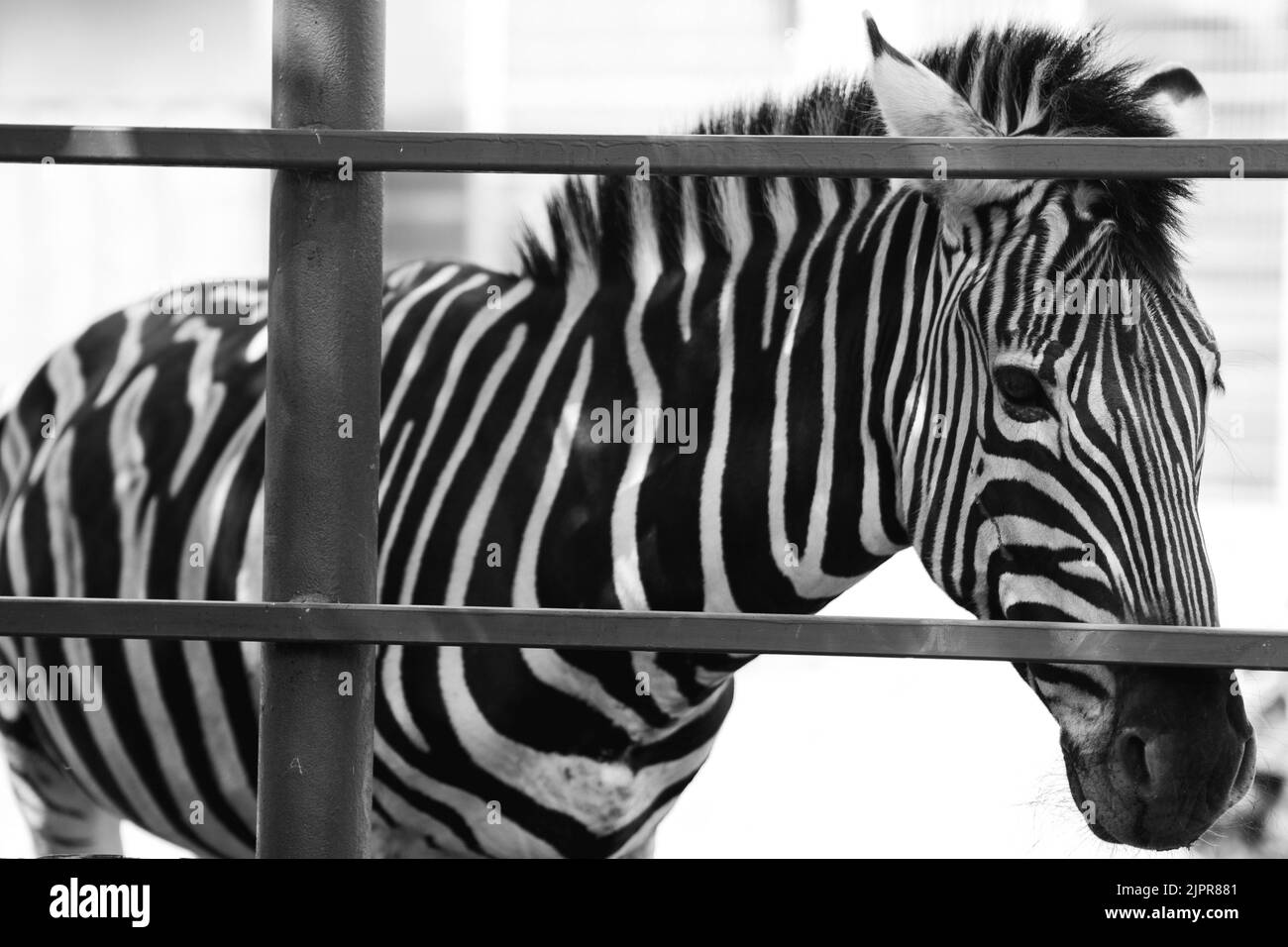 Zebra ritratto fatto a ZOO, SLOVACCHIA. Foto Stock