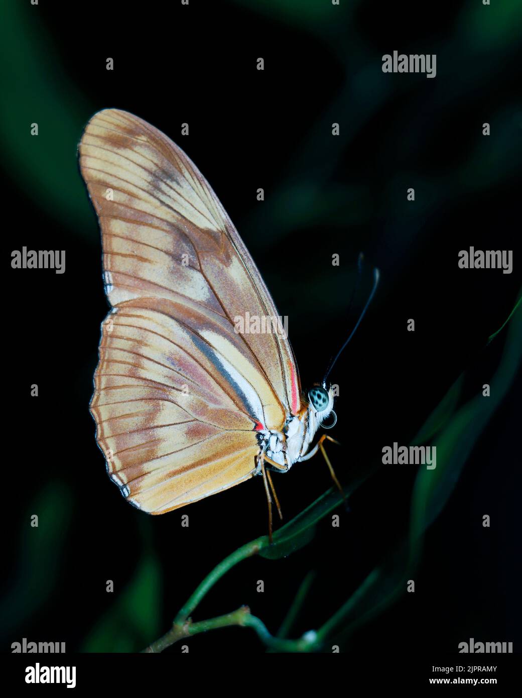 bella farfalla seduta in una pianta con sfondo scuro Foto Stock