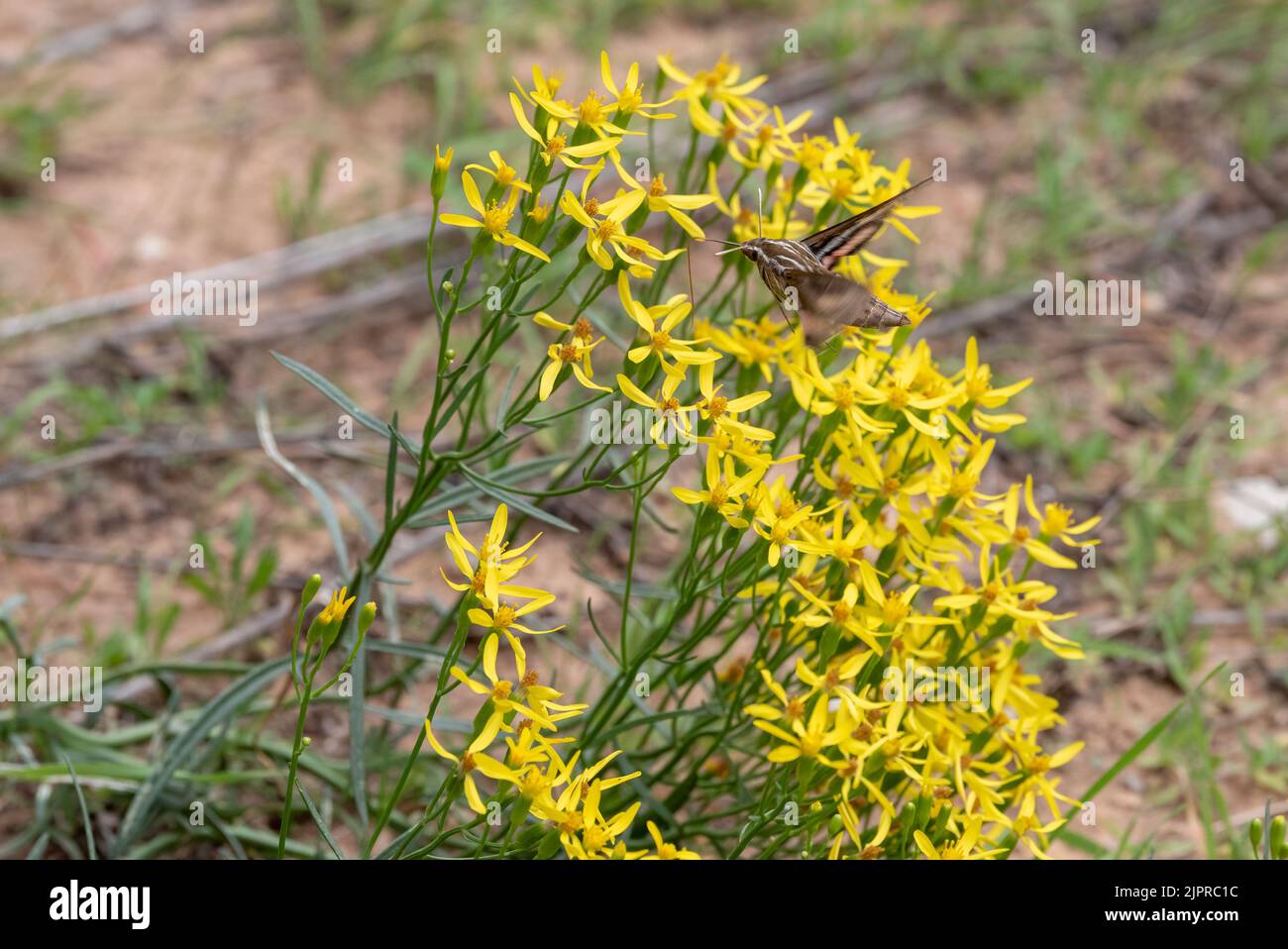 Falde bianche di sfinge (Hyles lineata), Canyonlands National Park, Utah. Foto Stock