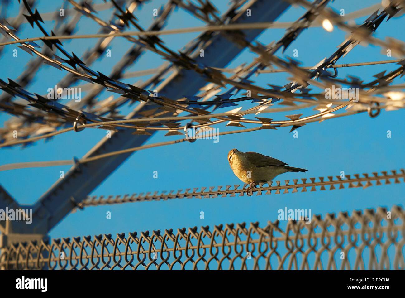 1 Nightingale (Luscinia megarhynchos, Nightingale) tra una recinzione di filo spinato militare. Canta l'uccello seduto sul dispositivo di sicurezza di un aeroporto. Foto Stock