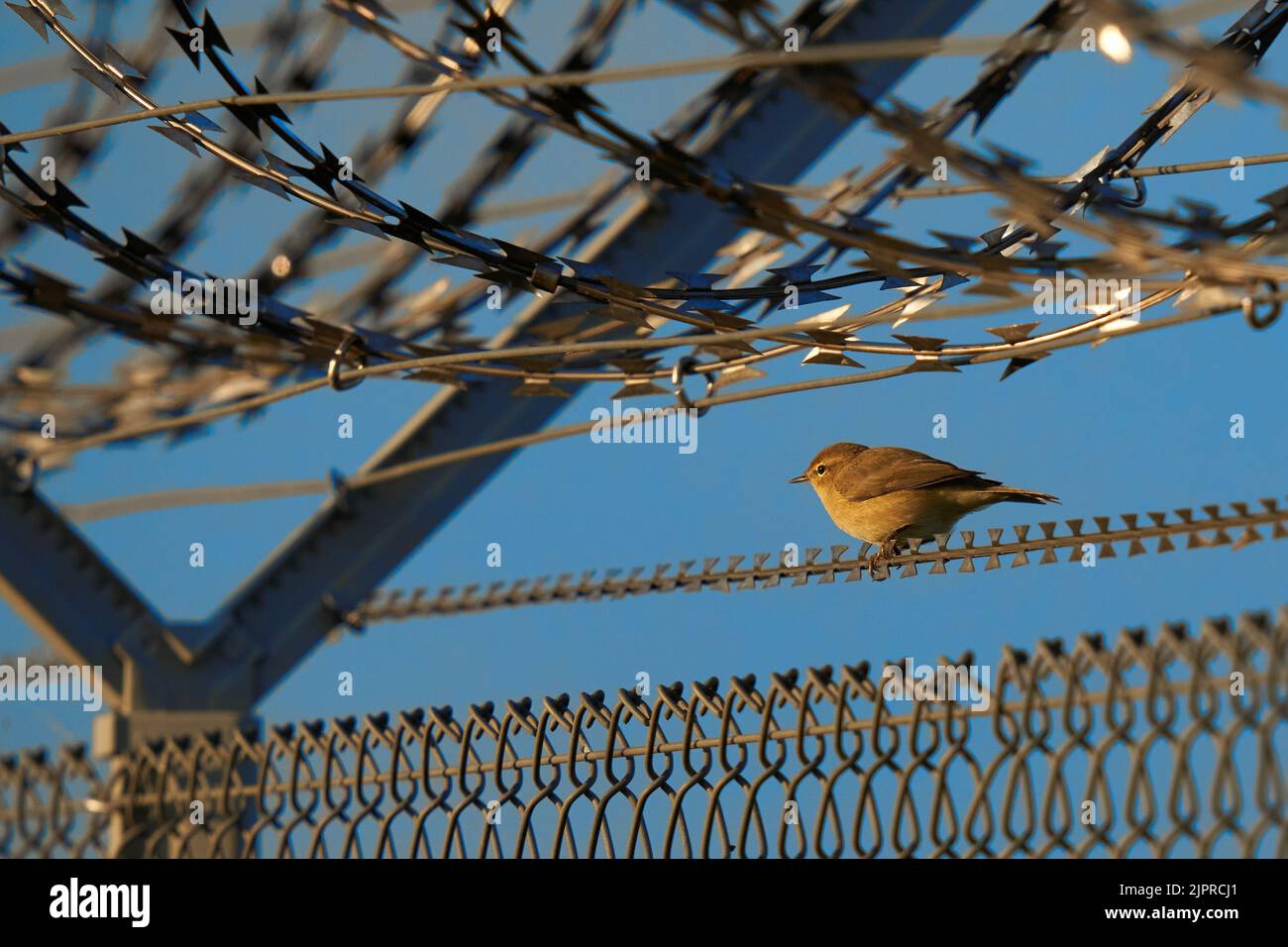 1 Nightingale (Luscinia megarhynchos, Nightingale) tra una recinzione di filo spinato militare. Canta l'uccello seduto sul dispositivo di sicurezza di un aeroporto. Vista laterale Foto Stock